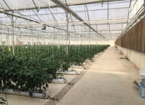 7-Hectare Greenhouse Project in Helilan with a width of 9.6 meters