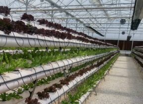 Eisar Multi-level Greenhouse